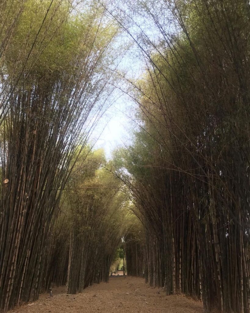 Melihat Hutan Bambu Keputih Di Surabaya Yang Mirip Arashiyama JNEWS