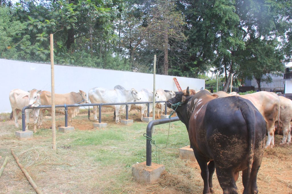 Puluhan ekor sapi setiap tahun disembelih di Yayasan Tuna Netra dan Anak Yatim (Yatuna) Soeprapto Suparno sebagai kurban dari JNE