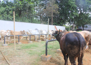 Puluhan ekor sapi setiap tahun disembelih di Yayasan Tuna Netra dan Anak Yatim (Yatuna) Soeprapto Suparno sebagai kurban dari JNE