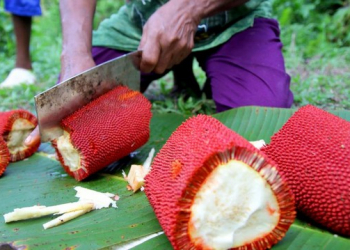Buah Merah komoditas unggulan dari tanah Papua yang banyak diminati masyarakat karena dipercaya memiliki khasiat untuk meningkatkan stamina dan menjaga kesehatan