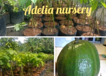 UKM Bibit Tanaman Riani Garden & Adelia Nursery