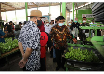Menteri Koperasi dan UKM Teten Masduki bersama Menteri ATR/BPN Soyan Djalil meninjau Kebun Pisang Mas Koperasi Tani Hijau Kabupaten Tanggamus. Lampung