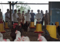 Kemenkop UKM dorong pemanfaatan KUR di kalangan peternak ayam