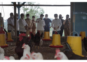 Kemenkop UKM dorong pemanfaatan KUR di kalangan peternak ayam