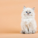 Portrait of Siberian kitten on a  beige background, studio shoot