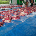 Beef cutlet on blue tarpaulin during Eid al-Adha.  The process of distributing sacrificial meat.  Beef and Goat meat for sacrifice