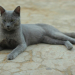 Merawat Kucing Busok si Kucing Asli Indonesia