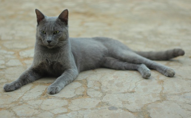 Merawat Kucing Busok si Kucing Asli Indonesia