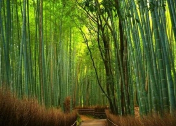 intip destinasi wisata Surabaya Hutan Bambu Keputih
