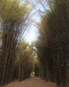 wisata surabaya hutan bambu keputih