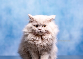 Ini Ciri dan Cara Merawat Kucing Anggora yang Menggemaskan dan Banyak Digemari