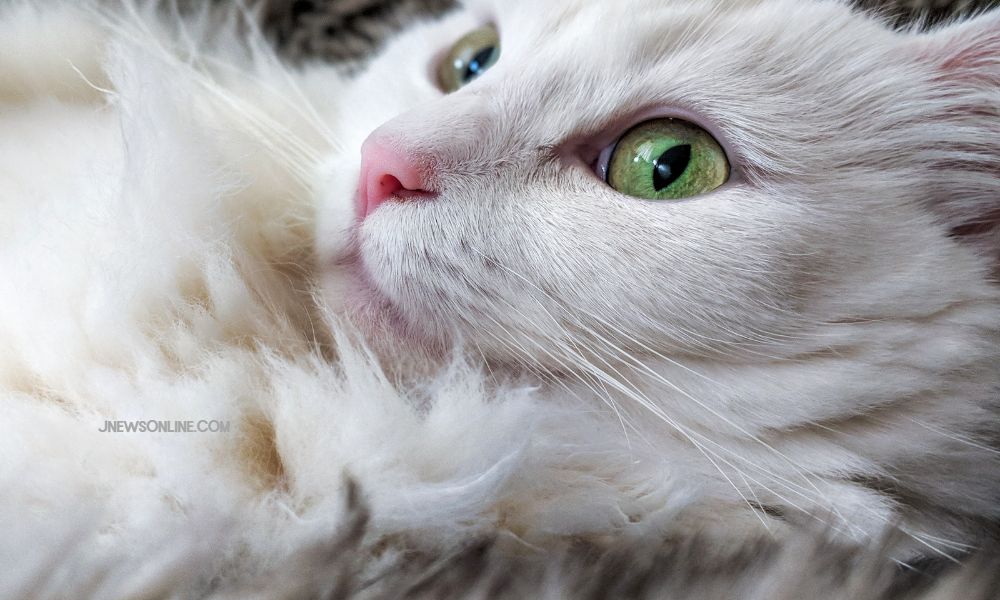 Ini Ciri dan Cara Merawat Kucing Anggora yang Menggemaskan dan Banyak Digemari