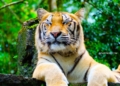 Taman Safari: 5 Alasan untuk Dikunjungi bersama Keluarga