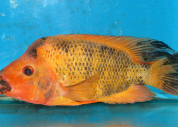 Mengenal Ikan Red Devil: 5 Fakta Unik Ikan Cantik namun Ganas Ini