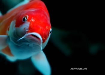 10 Jenis Ikan Hias Paling Mahal di Dunia, Ada yang Miliaran
