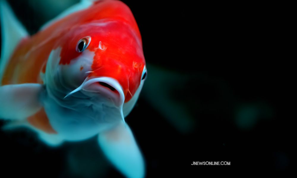 10 Jenis Ikan Hias Paling Mahal di Dunia, Ada yang Miliaran
