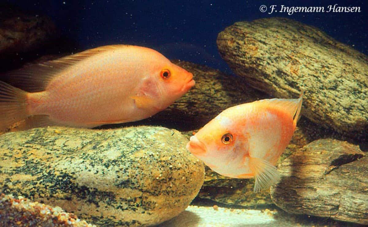 Mengenal Ikan Red Devil: 5 Fakta Unik Ikan Cantik namun Ganas Ini