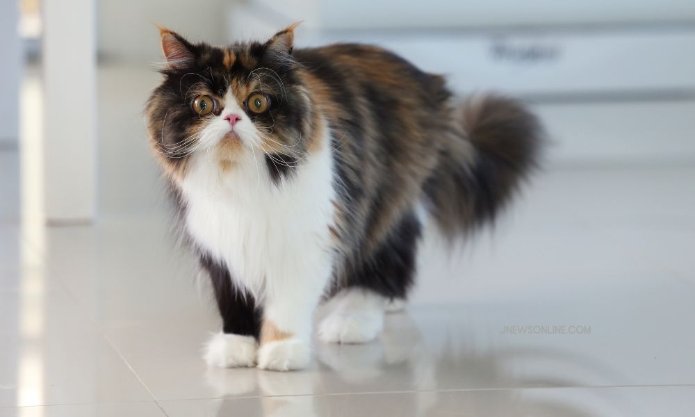Kucing Persia: Ciri-Ciri, Cara Mengadopsi, dan Cara Merawatnya