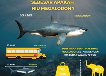 Hiu megalodon