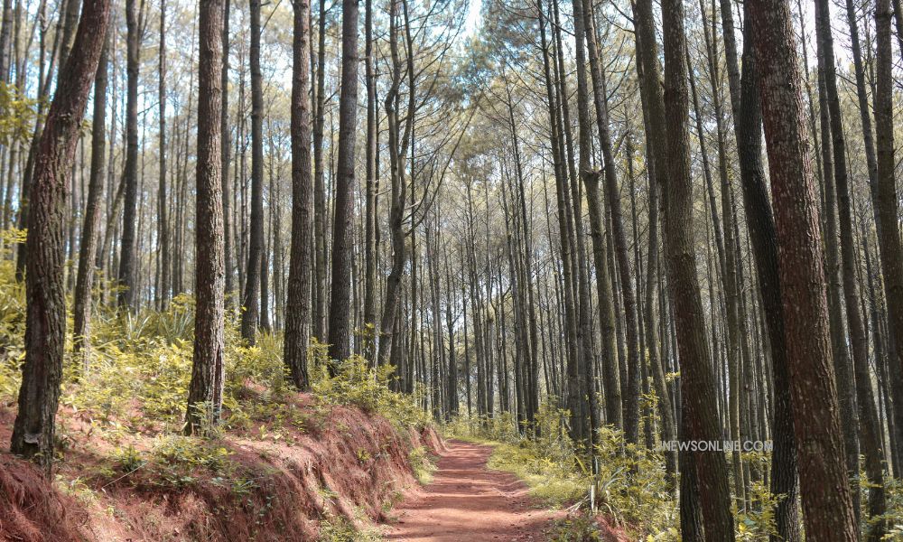 Wisata Jogja - Hutan Pinus Mangunan