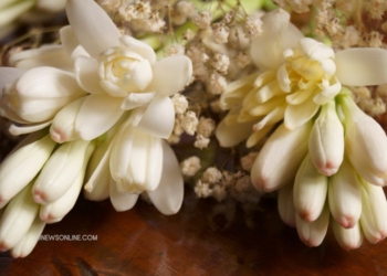 Mengumpulkan dan Mempreservasi Bunga Sedap Malam: Tip untuk Pencinta Herbarium