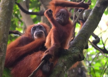 7 Cagar Alam di Indonesia dan Daftar Flora Fauna yang Dilindungi