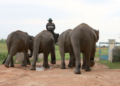 pusat konservasi gajah way kambas