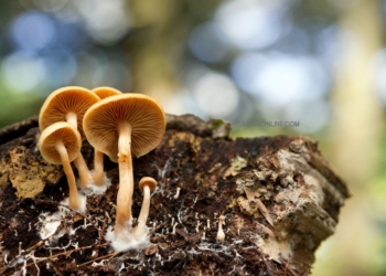 Hutan Mycelia Lembang: Panduan Wisata Malam di Tengah Hutan Pinus
