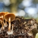 Hutan Mycelia Lembang: Panduan Wisata Malam di Tengah Hutan Pinus