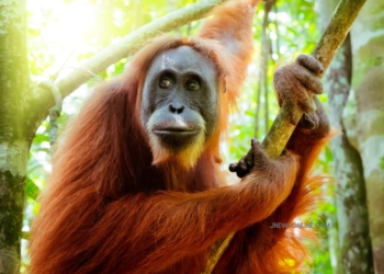 Mengenal Orangutan Kalimantan, Jenis Spesies, Habitat, hingga Perilakunya yang Unik