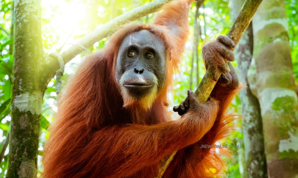 Mengenal Orangutan Kalimantan, Jenis Spesies, Habitat, hingga Perilakunya yang Unik