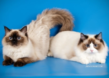 Kucing Ragdoll: Ras Kucing yang Ramah dan Cocok sebagai Hewan Peliharaan Keluarga