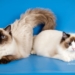 Kucing Ragdoll: Ras Kucing yang Ramah dan Cocok sebagai Hewan Peliharaan Keluarga