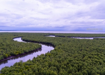 10 Wisata Mangrove di Indonesia dan Daya Tariknya