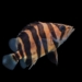 Mengenal Ikan Tiger Fish: Sang Predator Sungai Afrika