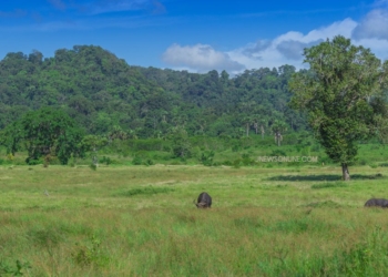 Taman Nasional Alas Purwo: Sejarah, Keanekaragaman Hayati, dan Panduan Wisatanya