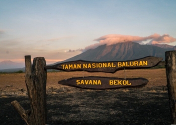 Mengenal Taman Nasional Baluran: Africa Van Java di Indonesia