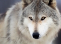 Dire Wolf: Fakta, Sejarah, dan Upaya Menghidupkan