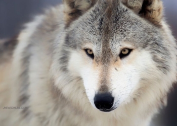 Dire Wolf: Fakta, Sejarah, dan Upaya Menghidupkan