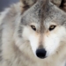 Dire Wolf: Fakta, Sejarah, dan Upaya Menghidupkan