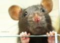 Mengenal Fenomena Manusia Tikus di Tiongkok