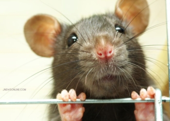 Mengenal Fenomena Manusia Tikus di Tiongkok