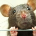 Mengenal Fenomena Manusia Tikus di Tiongkok