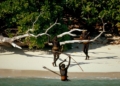 North Sentinel Island yang Menolak Modernitas
