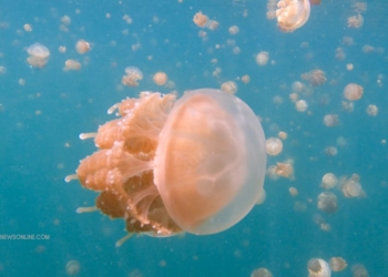 Pulau Kakaban: Surga Ubur-Ubur Tak Menyengat