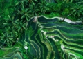Destinasi Wisata Sawah Paling Indah di Indonesia