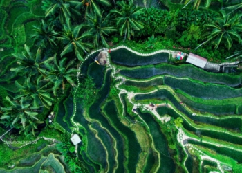 Destinasi Wisata Sawah Paling Indah di Indonesia