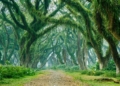 De Djawatan Forest: Hutan Trembesi di Banyuwangi