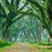 De Djawatan Forest: Hutan Trembesi di Banyuwangi