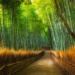 Tempat Paling Indah di Jepang Bikin Terpukau